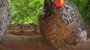 ЛЕГБАРЫ порода кур ХАРАКТЕРИСТИКА // ПТИЦА