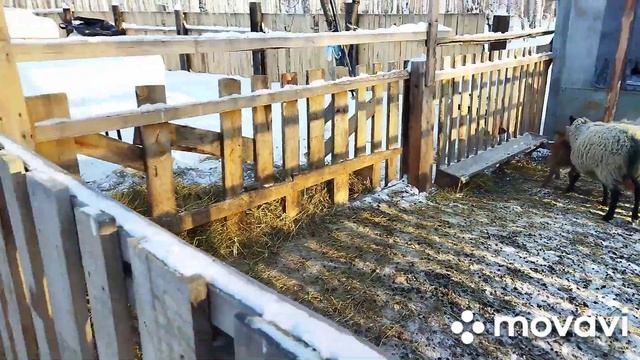 Овцы как бизнес-вес ягнят в 1,5месяцев. и в 5дней??? смотреть онлайн