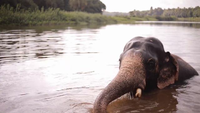 Discovering the Beautiful Animals of the African Savannah 🦁 смотреть онлайн