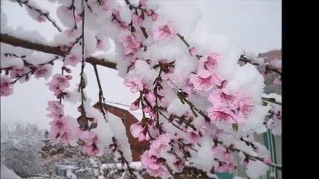 ПОГОДА: В УЗБЕКИСТАНЕ ОЖИДАЕТСЯ РЕЗКОЕ ПОХОЛОДАНИЕ ДО МИНУС 7 ГРАДУСОВ смотреть онлайн