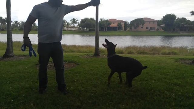 European Doberman Jumping Test ...Really High смотреть онлайн
