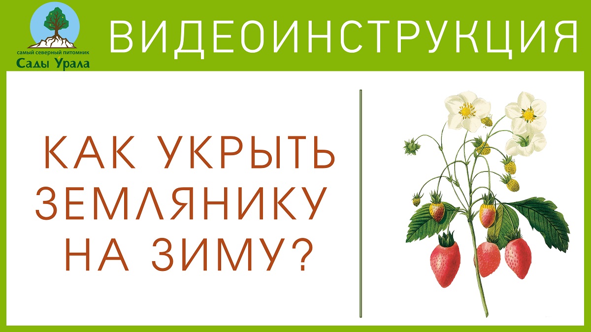 Земляника - Схема посадки и укрытие на зиму смотреть онлайн