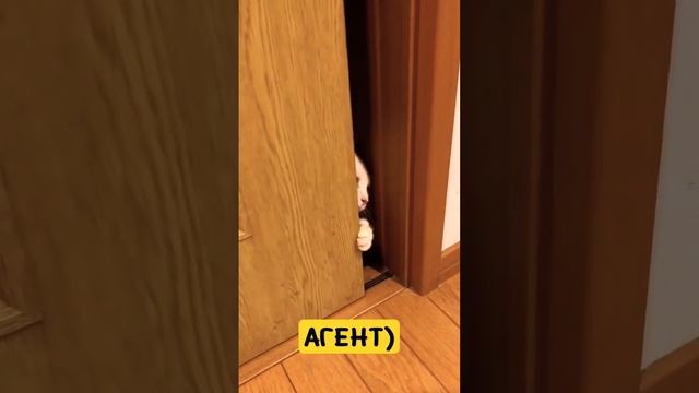 АГЕНТ!) #милота #позитив #cat #pet смотреть онлайн