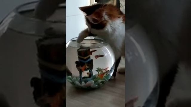 кот | котёнок | кошка | аквариум | аквариумные рыбки | гуппи | красота | питомец | на рыбалке | ❤️ смотреть онлайн