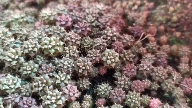 Gymnocalycium Variegata Seeds - Nursery HongTuDinh смотреть онлайн