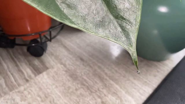 My Alocasia wentii in moment of guttation, amazing! смотреть онлайн