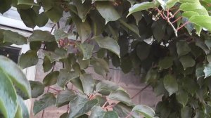 Выращивание киви в открытом грунте!