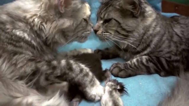 Любовь есть! Питоник мейн-кунов Silver Lynx. смотреть онлайн