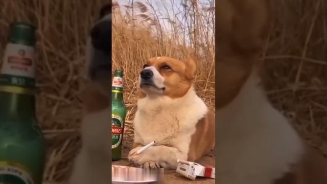 не знаю что написать ну на старм канале набрало очень много лайков наверное ты тоже наберёт смотреть онлайн