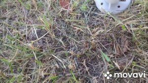 Green glade садовый тент. Видео инструкция по сборке
