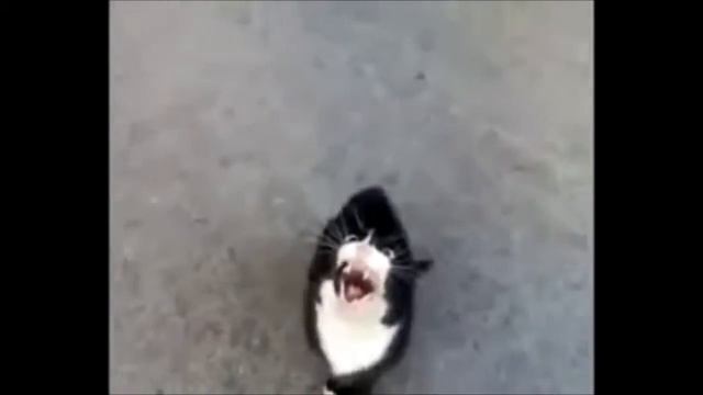 Кошка в кувшине смотреть онлайн