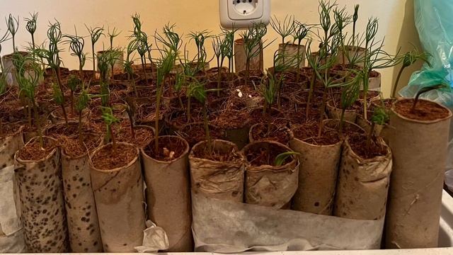 Germination of Cedrus Deodara at home смотреть онлайн