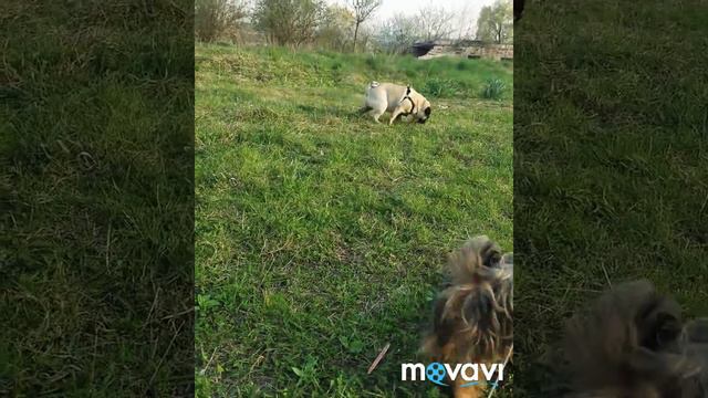 Мопс и Йорк. Мои любимые девчонки на прогулке. смотреть онлайн