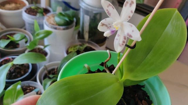 Phal. speciosa 'Purple Coffee' смотреть онлайн