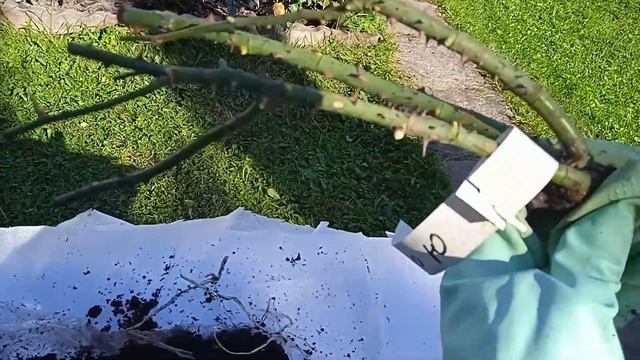 Розы. Распаковка 2 смотреть онлайн