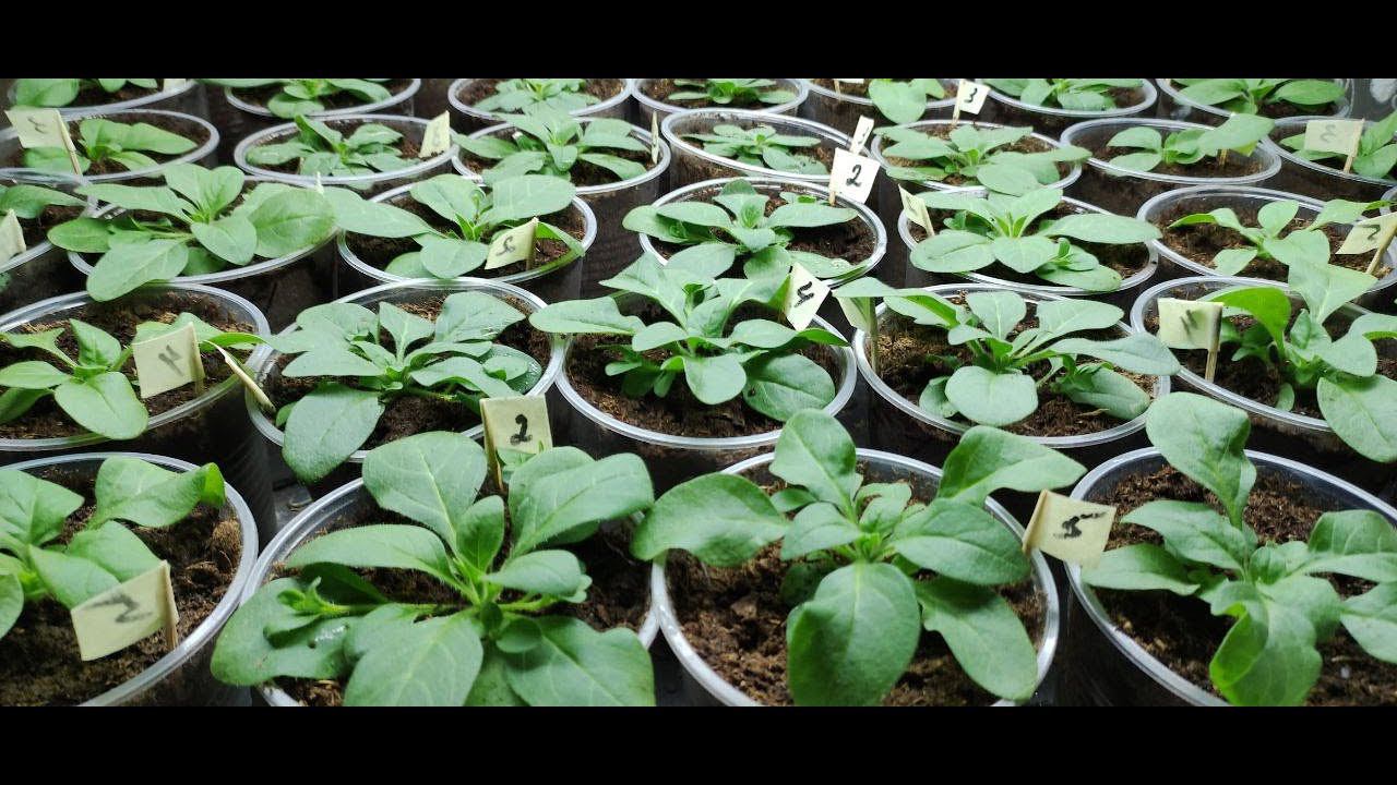 Обязательно сделайте так сеянцам петунии после пикировки перевалки. Петуния растет как на дрожжах. смотреть онлайн