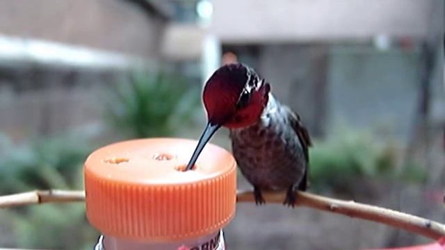 Calypte anna, Anna's humming bird смотреть онлайн