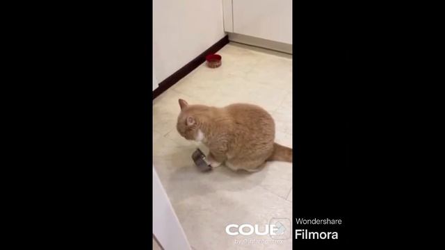 3 random coub videos #7 смотреть онлайн