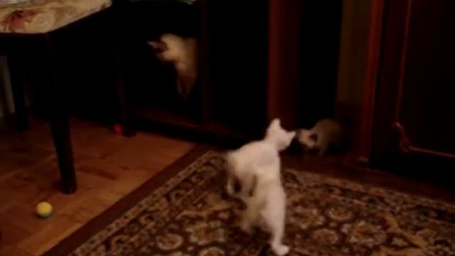 1 мес и 3 дня котятам Зембо и Жаклин смотреть онлайн