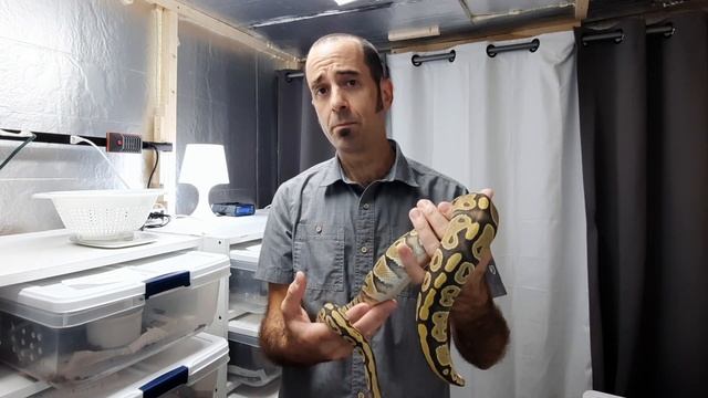 Ghost Ball Python Morph - a close up look and comparison versus a Normal Ball Python. смотреть онлайн