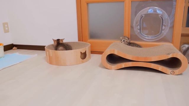 "Dangerous! ” A mother cat scolds her kitten for taking a risk. смотреть онлайн