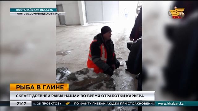 Скелет древней рыбы нашли во время отработки карьера в Костанайской области смотреть онлайн