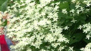 Сорта клематиса