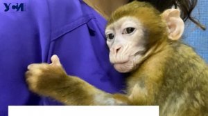 Одесситы спасли обезьянку из контактного зоопарка