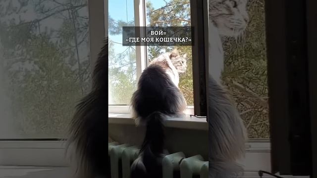 Виды кошачьего «МЯУ». Что означают? смотреть онлайн