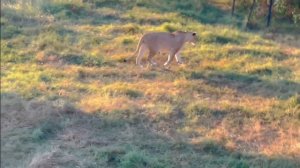 Прогулка по мостикам над львами сафари-парка львов "Тайган"