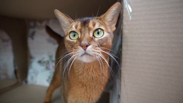 ПОСТРОИЛИ МИНИ ДОМ ДЛЯ УТОЧКИ ЛАЛАФАНФАН ИЗ КАРТОНА смотреть онлайн