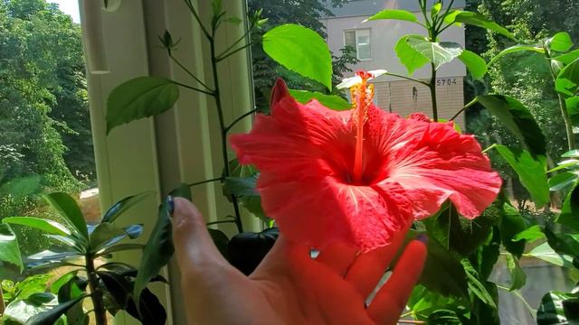 гибискусы июль смотреть онлайн