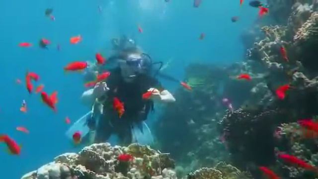Красное море Шарм Эль Шейх смотреть онлайн