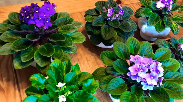 🌸trucos y consejos para florecer tus violetas africanas 🌸 смотреть онлайн