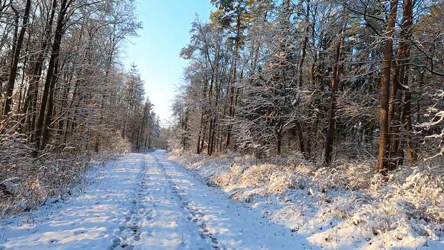 ЗИМА 4К ХОДЬБА ЛЕС СНЯТО НА GOPRO 9 BLACK смотреть онлайн