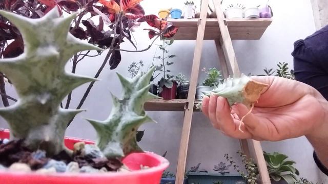 salvando a cactus caralluma hesperidium o caralluma 🦠🌵🔪 смотреть онлайн