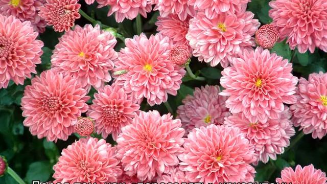 Когда пересаживать хризантемы смотреть онлайн