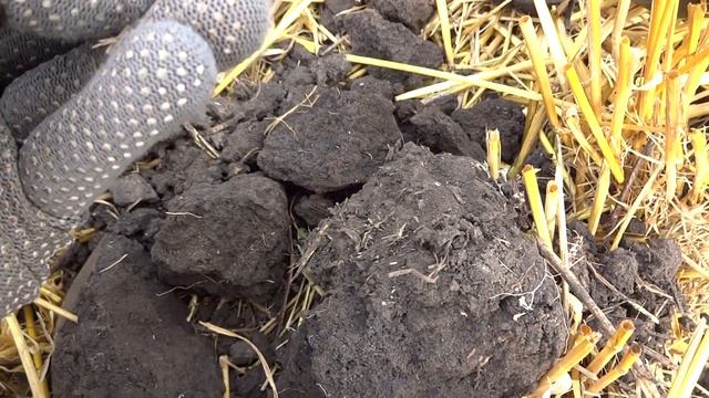 Коп монет, 2 часа и кучка серебра. #ХроникиКопа. смотреть онлайн