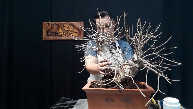 Ficus Green Emerald GRANDE смотреть онлайн