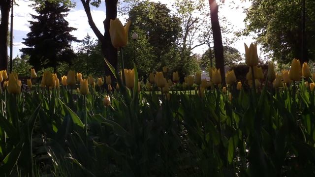 Canon XA35. Съёмка с плавным закрытием диафрагмы смотреть онлайн