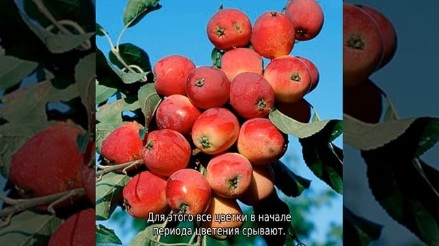 Яблоня Китайка смотреть онлайн
