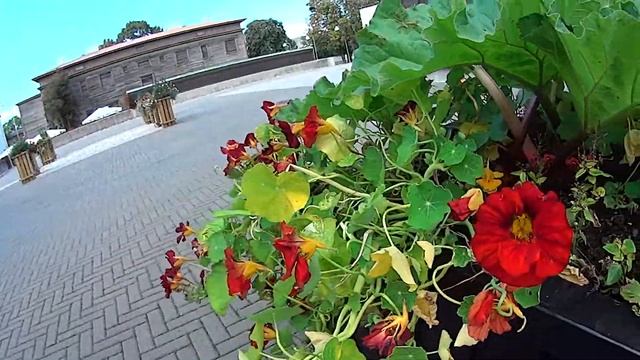 Шмели у дома культуры  Http://vermitechnologii.ru/ 10.09.2016. 1