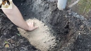 Когда сажать нарциссы осенью. Размножение нарциссов делением луковиц