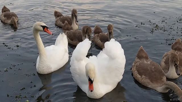 Как выросли дети лебедей за 2 месяца?Целая банда смотреть онлайн