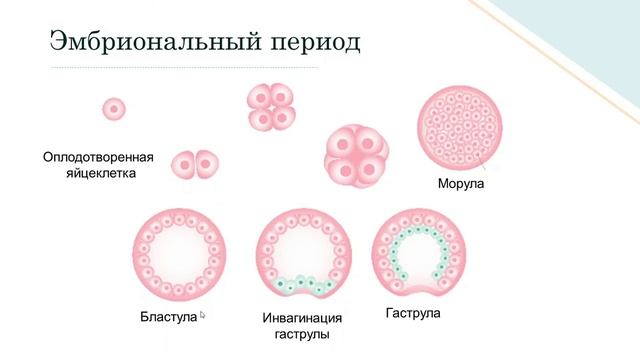 ОНТОГЕНЕЗ: эмбриональное и постэмбриональное развитие смотреть онлайн