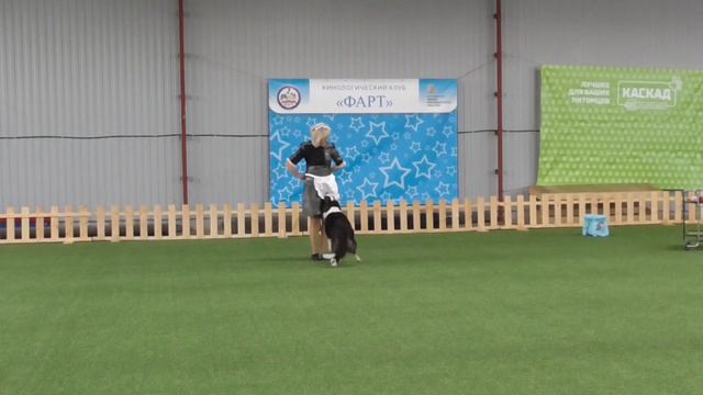 . Мастер-НТМ Бутримова Тамила_ Бордер колли ILLAI WIND.N FIRE смотреть онлайн