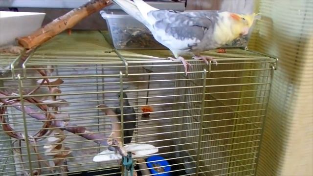 Как возвращаю в клетку своих попугаев. смотреть онлайн