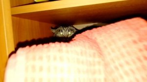кошка шипит