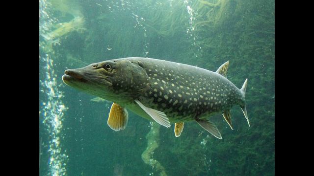 Интересные факты о щуке смотреть онлайн