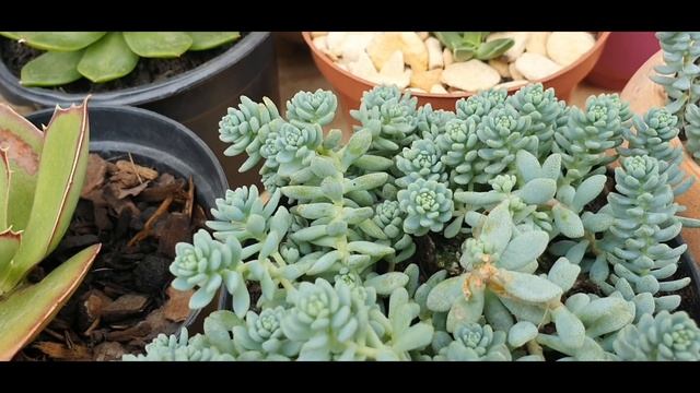 Sedum dasyphyllum, #sedum Voodoo, #sedum Blue Carpet, como cultivar, várias dicas para encher vasos смотреть онлайн